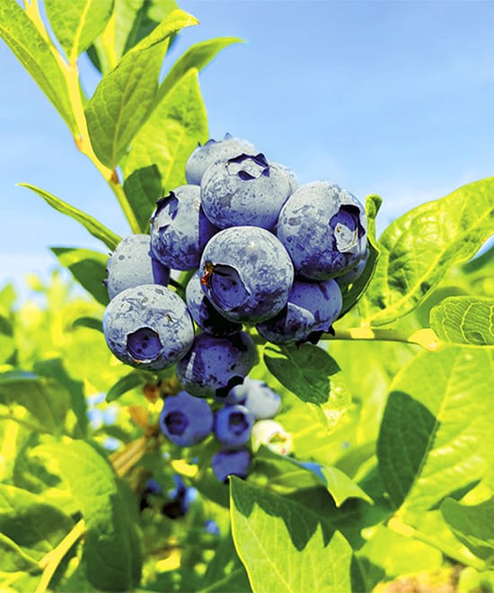 Heidelbeeren-1 A close-up of fresh, ripe blueberries covered in a light natural bloom, piled together.