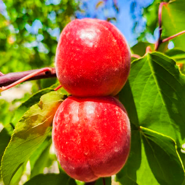 Süße Sorten für einen langen Sommer2