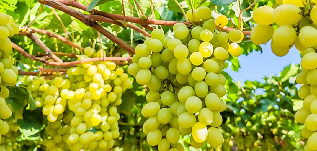 Trauben4 Close-up of fresh, juicy grapes in a cluster, highlighting vibrant hues and premium produce quality.