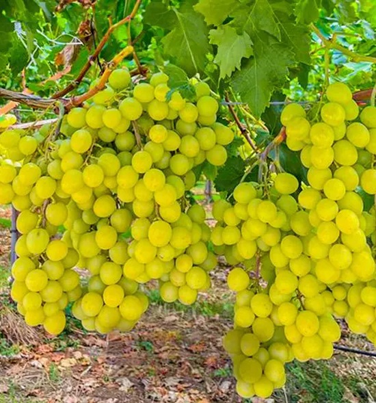 Trauben_a Close-up of fresh, succulent grapes clustered together, showcasing vibrant hues and premium quality produce.