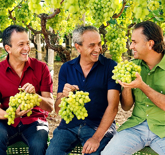 Three smiling farmers in a vineyard, holding fresh green grapes, showcasing premium produce.