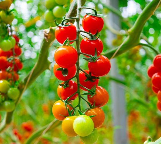 Tomaten_part Close-up of fresh, ripe tomatoes with vibrant red hues, showcasing premium quality produce.