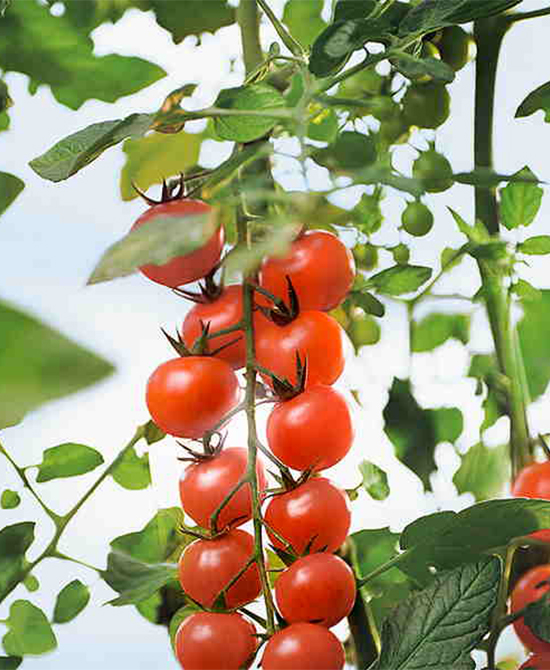 tomaten Close-up of fresh, vibrant tomatoes on a rustic surface, highlighting premium produce.