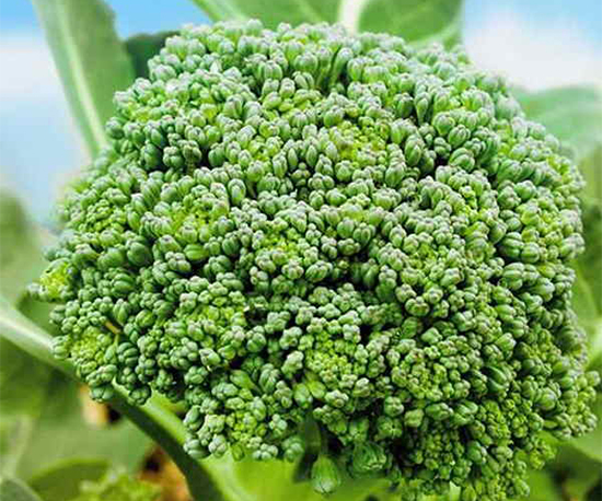 Brokkoli A close-up of fresh green broccoli growing in a field, with tightly packed florets and vibrant leaves in natural sunlight.