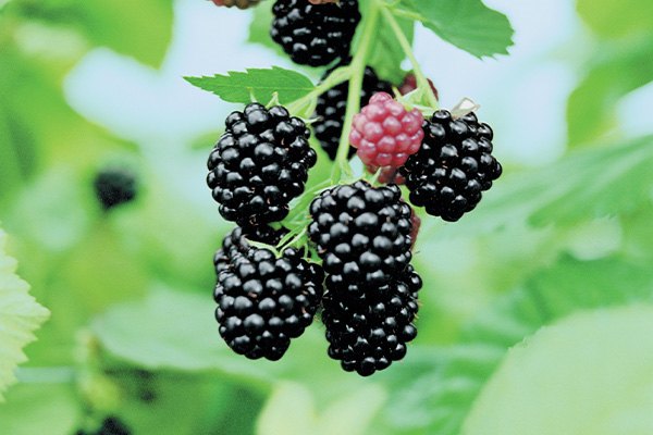 Fresh blackberries on a plant, ripe and ready for harvest, with vibrant green leaves in the background.