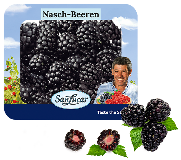 Close-up of ripe blackberries on the vine with lush green leaves, ready for harvest.