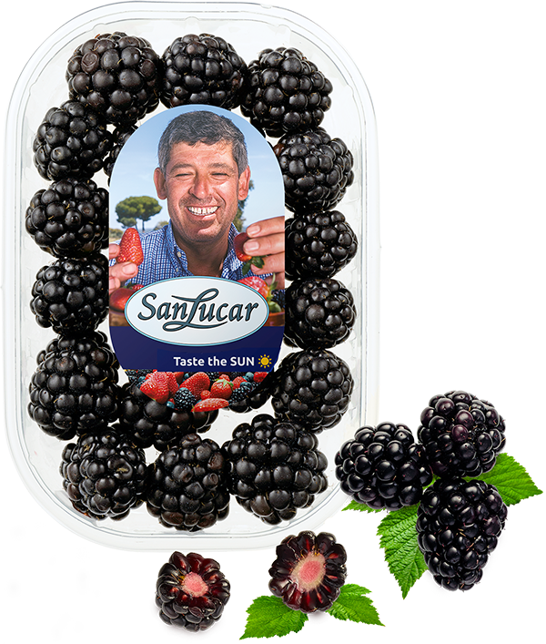 Freshly harvested blackberries in a SanLucar-branded container, showcasing premium quality fruit.