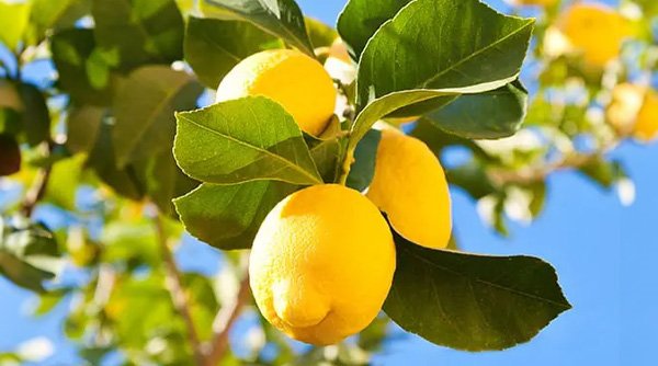Ripe yellow lemons hanging from a tree, surrounded by lush green leaves in natural sunlight.