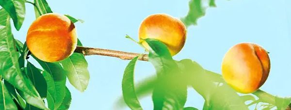 Ripe apricots hanging from a tree, surrounded by lush green leaves in natural sunlight.