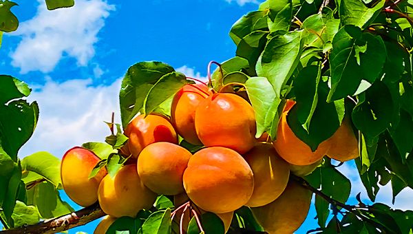 Ripe apricots growing on a tree, surrounded by green leaves and illuminated by natural sunlight.