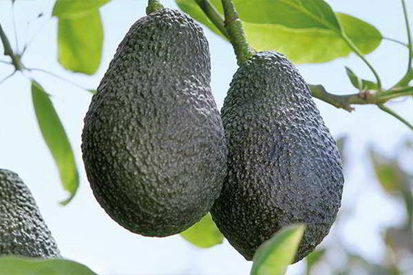 Ripe avocados growing on a tree, surrounded by lush green leaves in natural sunlight.