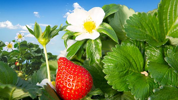 Ripe red strawberry growing among green leaves, next to a white blossom under a bright blue sky.