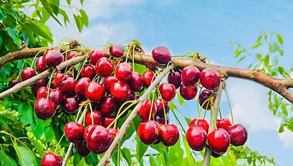 Ripe red cherries hanging from a tree, glistening in natural sunlight among green leaves.