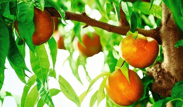 Ripe nectarines hanging from a tree, surrounded by green leaves and bathed in natural sunlight.