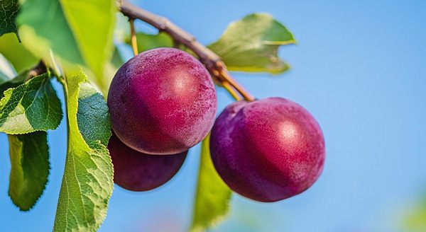 Ripe plums on a tree branch, surrounded by green leaves and illuminated by natural sunlight.