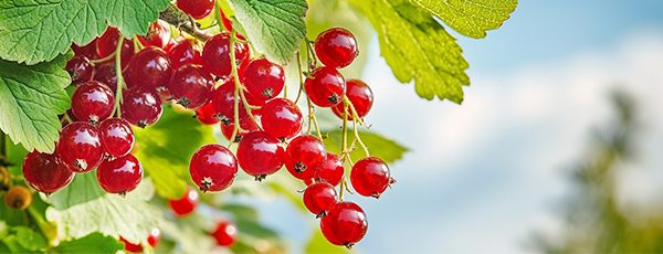 Ripe red currants on a bush with vibrant green leaves, ready for harvest.