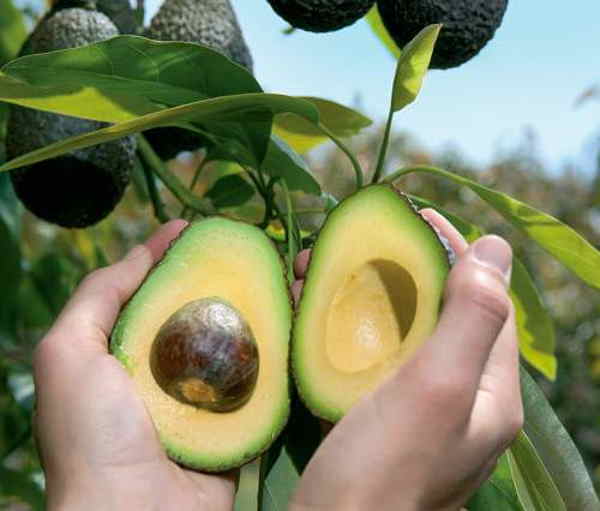SanLucar Avocado am Feld in zwei Hälften getrennt