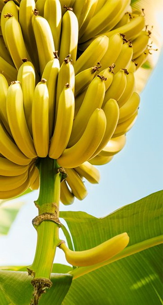 Ast mit reifen Bananen