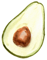 Aquarell-Zeichnung einer Avocado-Hälfte