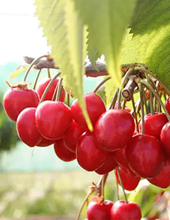 kirschen A close-up of fresh, ripe cherries with shiny red skin and green stems, glistening under natural sunlight.