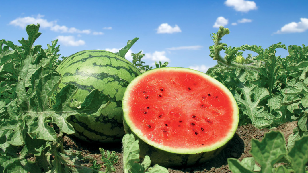 Header-Melonen SanLucar melons, including varieties like Galia and Piel de Sapo, are cultivated in sun-drenched regions of Spain, offering sweet, juicy flavors.