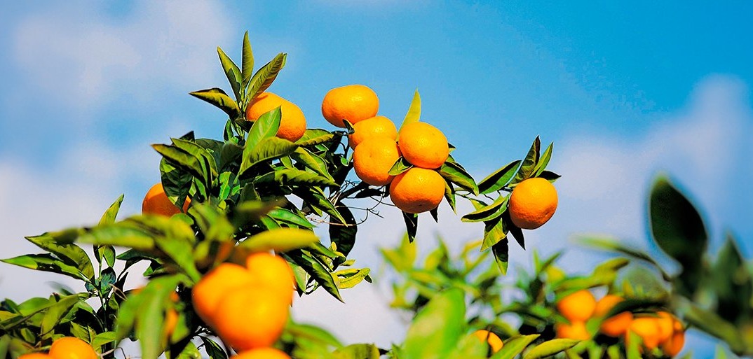 Vibrant, ripe mandarins growing on a tree with lush green leaves, sun-kissed under a blue sky with scattered clouds.