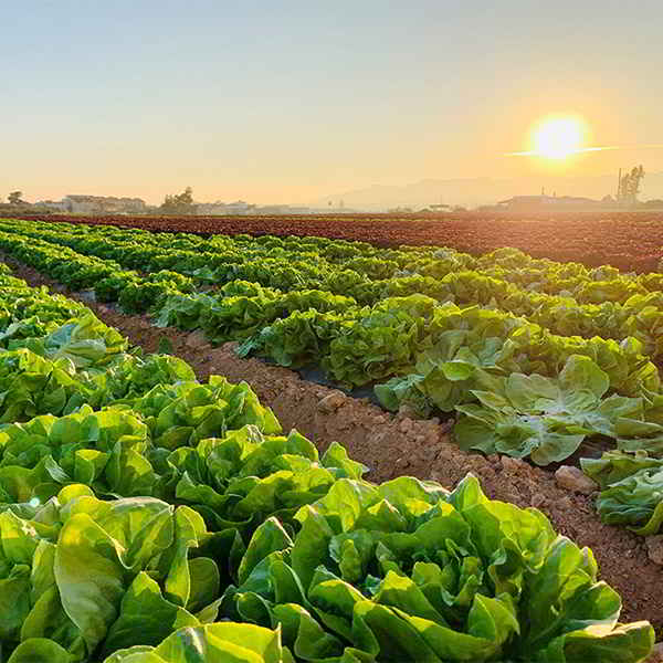 Fresh pergrin salad with crisp greens and vibrant ingredients, showcasing premium produce quality.