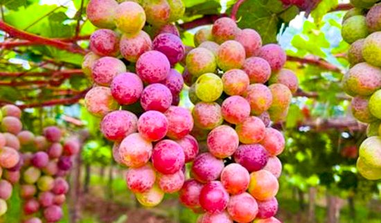 Süß und knackig Trauben vom Äquator.2 A close-up of fresh, crisp grapes harvested from the Equator, with vibrant colors and a natural, sunny background highlighting their freshness.