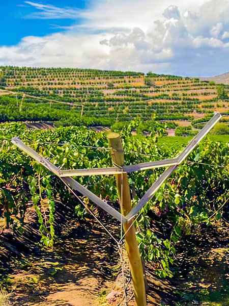 Traubenhaftes Klima Süße Grüße aus Peru A lush vineyard in Peru with grapevines laden with ripe grapes, basking in a warm, sunny climate, surrounded by picturesque hills.