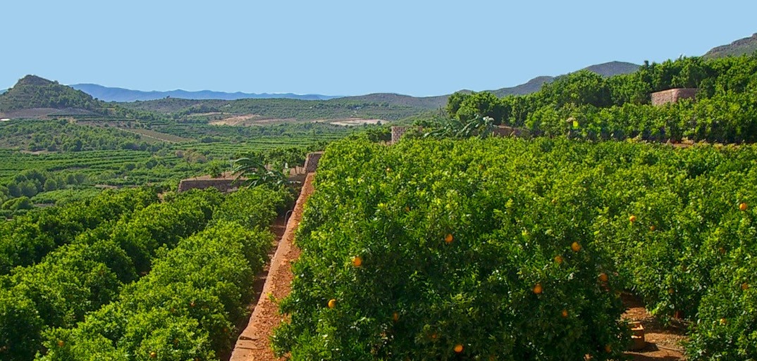 susseder ganz besonderen Sorte SanLucar premium grape variety, highlighting their exceptional sweetness, freshness, and high quality.