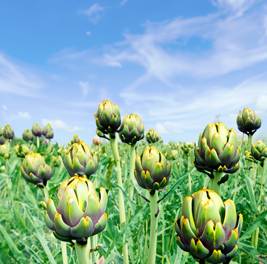 A field of artichokes, with vibrant green buds starting to bloom, set against a bright blue sky and fluffy white clouds, showcasing the natural beauty of the crop