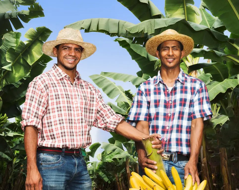 Fresh SanLucar bananas, ripe and ready to eat, showcasing their vibrant yellow color.