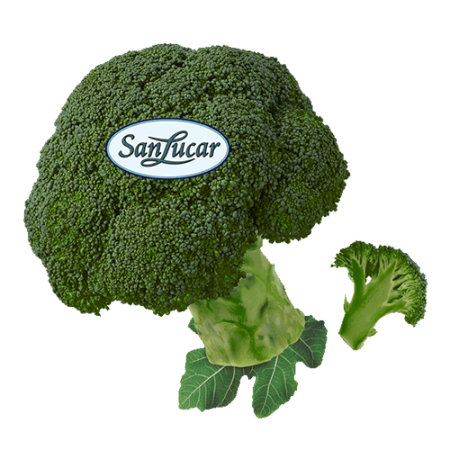 Brokkoli_lose A fresh head of broccoli with tightly packed green florets and a thick stalk, isolated on a white background.