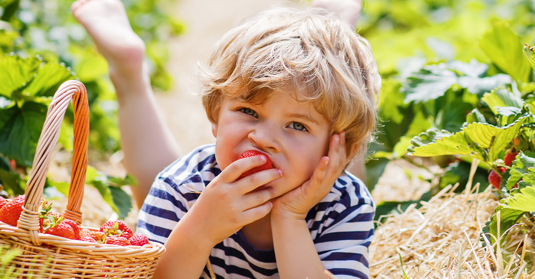 A young child lying in a strawberry field, happily eating a fresh strawberry next to a basket filled with ripe berries.