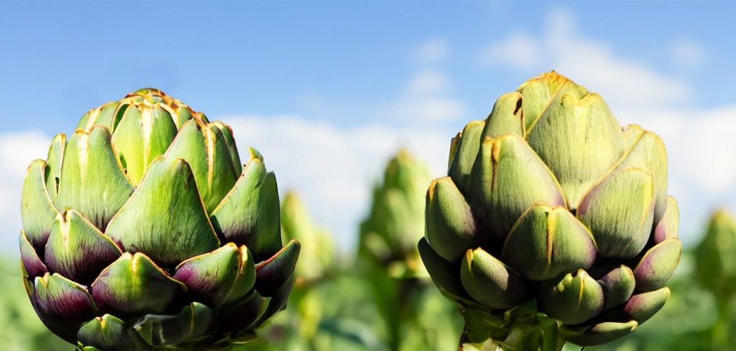 Two fresh artichokes growing in a vibrant green field, with their tightly packed buds and a bright blue sky in the background, highlighting their natural beauty and freshness.