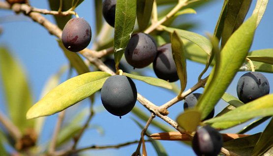 Premium extra virgin olive oils – a selection of high-quality olive oils