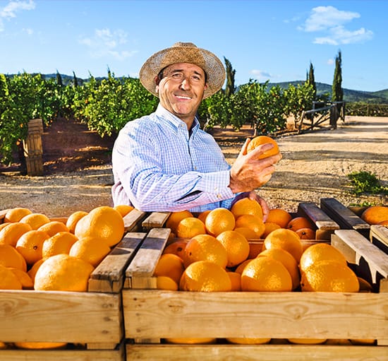 Man harvesting fresh oranges – high-quality, sun-ripened citrus fruits picked with care