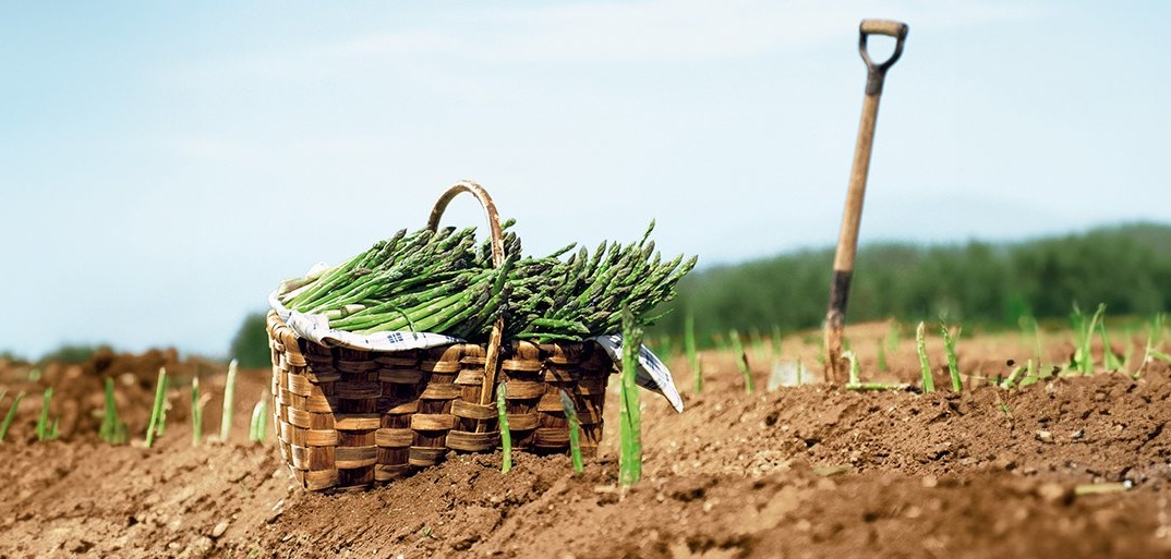 Stärkt Obst und Gemüse wirklich den EQ.HEADER