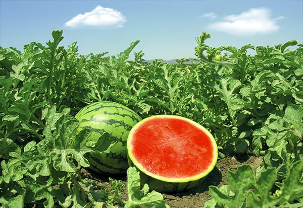 watermelon-1 A ripe watermelon cut in half, revealing its juicy red flesh, sitting in a lush green field under a bright blue sky.