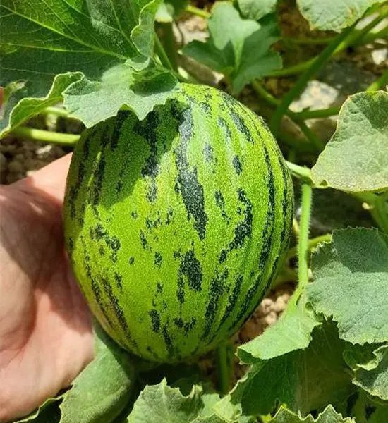 Süße Erfrischung für heiße Tage.eng