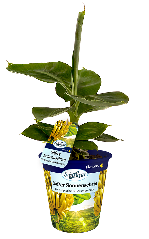 Banana flower – a vibrant tropical blossom from a banana plant, showcasing its natural beauty.