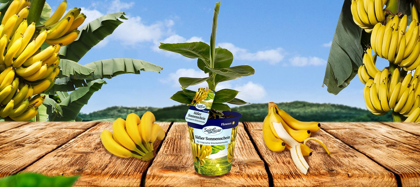 Decorative bananas growing on a tree, with vibrant green leaves – exotic and ornamental fruit plant.