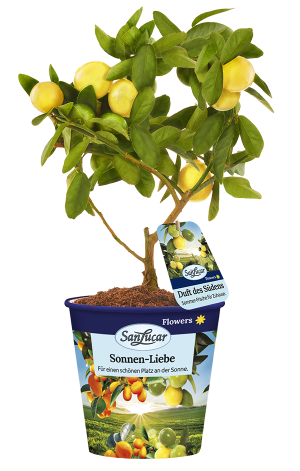 Lara Lemon logo – a branding icon representing fresh, high-quality lemons