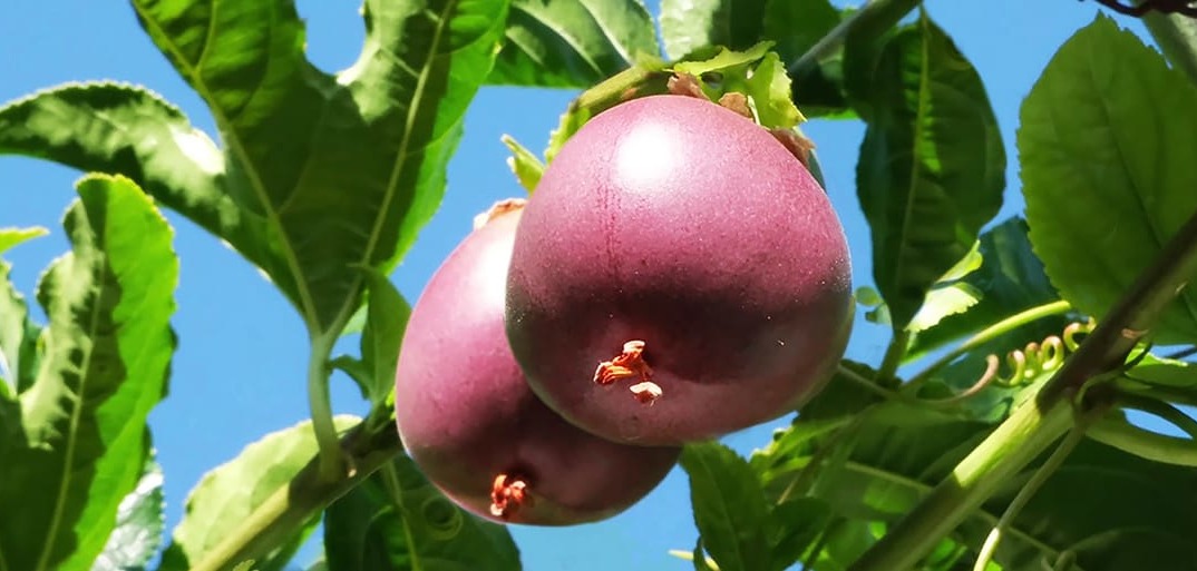 Fresh passion fruits – ripe, high-quality passion fruits with vibrant pulp and rich flavor