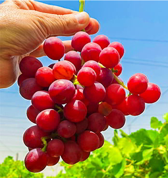 A hand holding a bunch of ripe red grapes, with the grapes