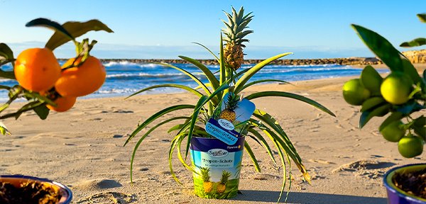 Colorful flowers and plants in a natural setting, highlighting fresh and vibrant blooms