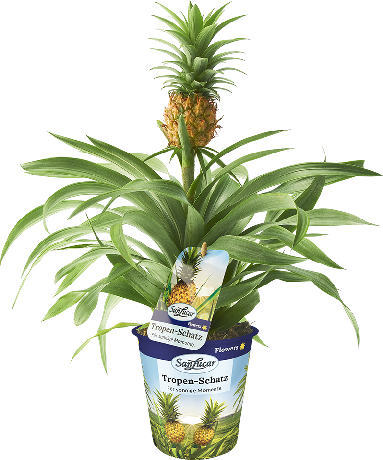 pineapple plant – a vibrant, tropical plant with a growing pineapple fruit.