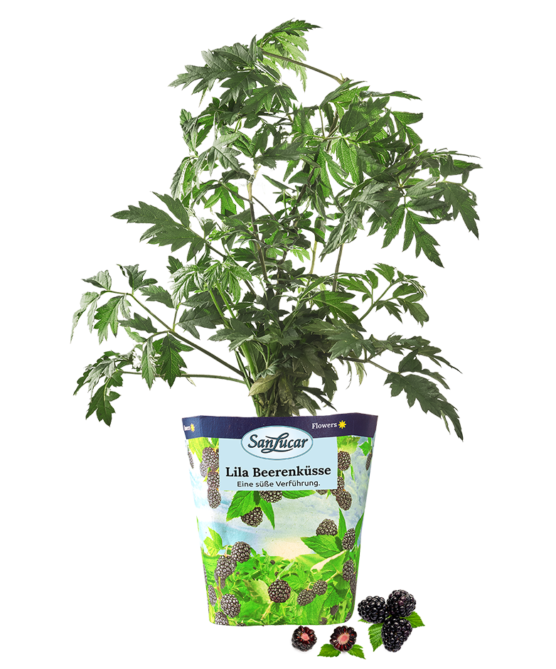 Blackberry plant with ripe and unripe berries, showcasing fresh and natural growth