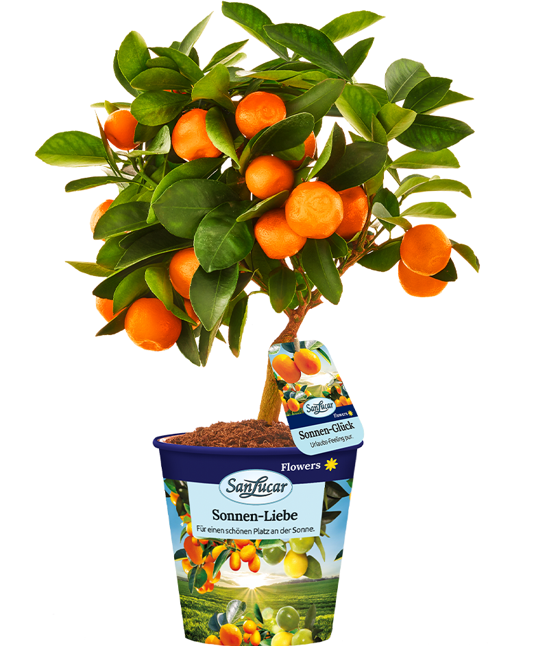 Calamondin tree with ripe citrus fruits – a vibrant, ornamental plant with small, tangy oranges.
