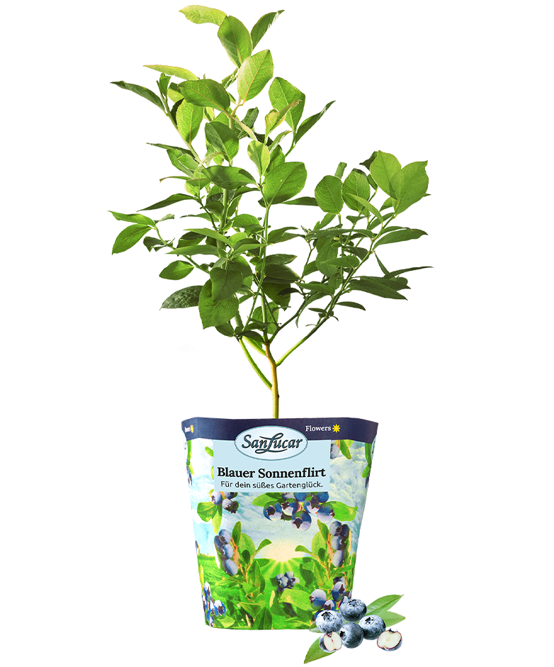 Blueberry plant with ripe and unripe berries, showcasing fresh and natural growth